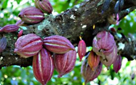 Madagascar: comment produire un cacao durable