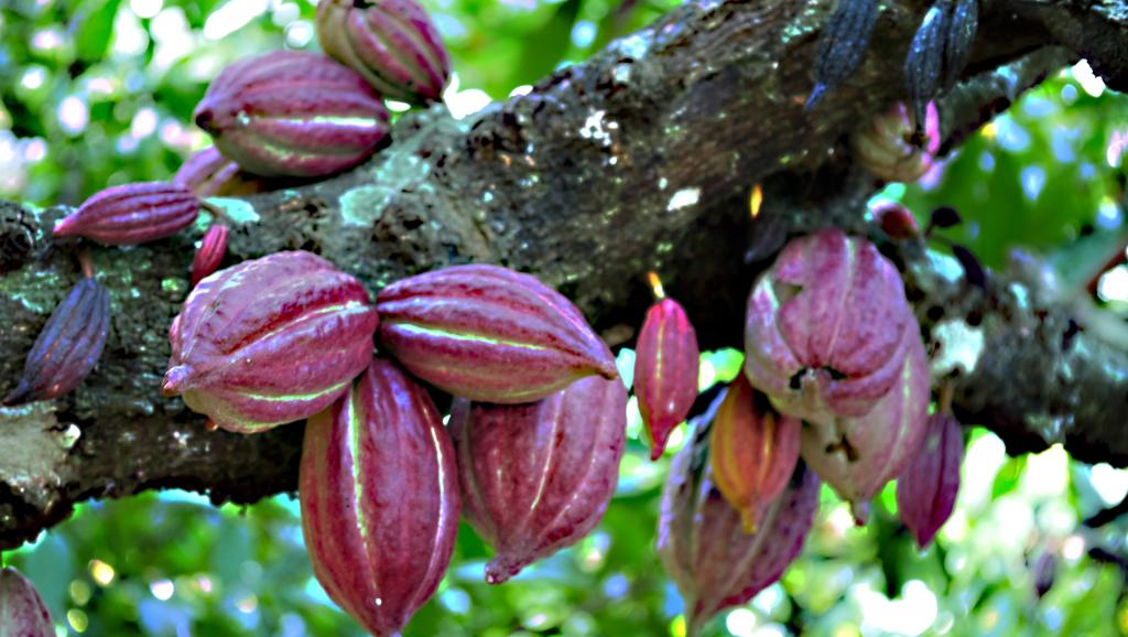 Madagascar: comment produire un cacao durable