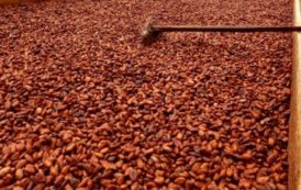 Côte d’Ivoire : Fin imminente du ralentissement de la commercialisation du cacao