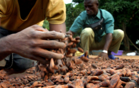 Côte d’Ivoire : Les 4 grands patrons de la filière cacao