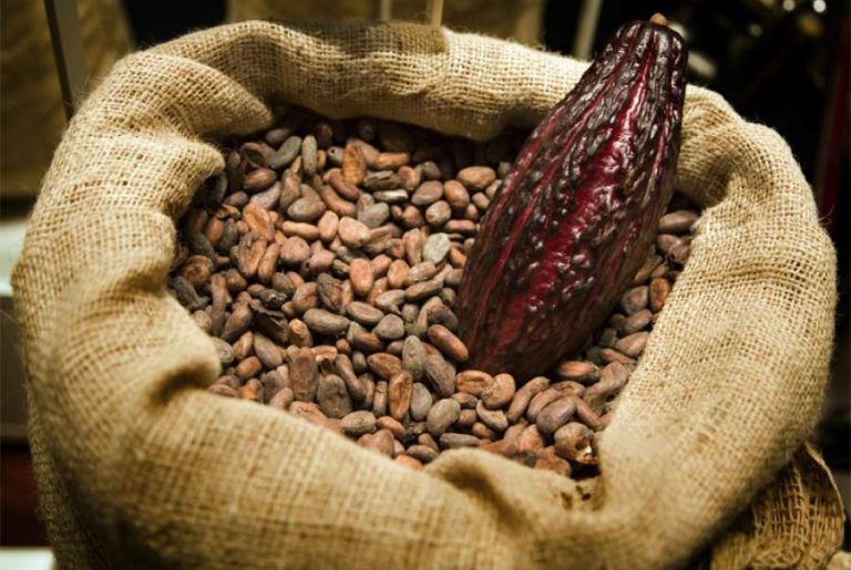 La Côte d’Ivoire a déjà vendu par anticipation 1,7 million de tonnes de cacao