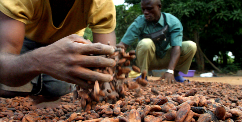 Côte d’Ivoire : Les 4 grands patrons de la filière cacao