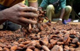 Ghana : la China Eximbank appelée à la rescousse du secteur du cacao