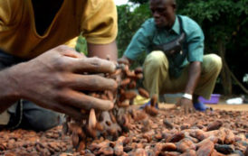 Côte d’Ivoire : 1,7 million de tonnes de cacao vendues par anticipation