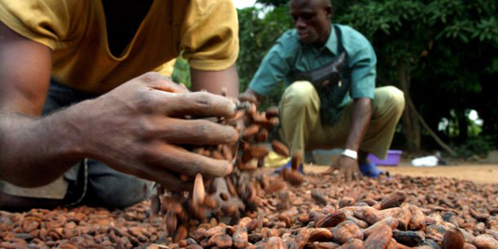 Côte d’Ivoire : 1,7 million de tonnes de cacao vendues par anticipation