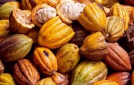 La Côte d’Ivoire et le Ghana veulent freiner la fuite du cacao