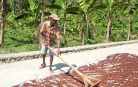 Cameroun : l’interprofession cacao-café évalue le déroulement de la campagne cacaoyère dans le bassin du Nyong-Ekelle