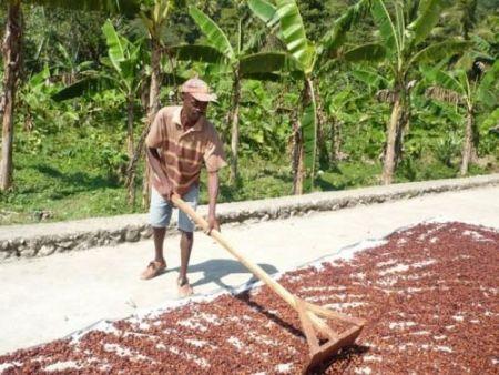 Cacao : le déficit du marché international revu à la hausse, à 212 000 tonnes