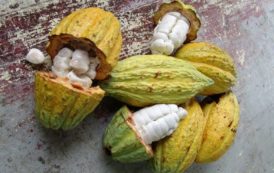 Cacao rififi en Côte-d’Ivoire: KPMG révèle les milliards disparus de la campagne 2016-2017