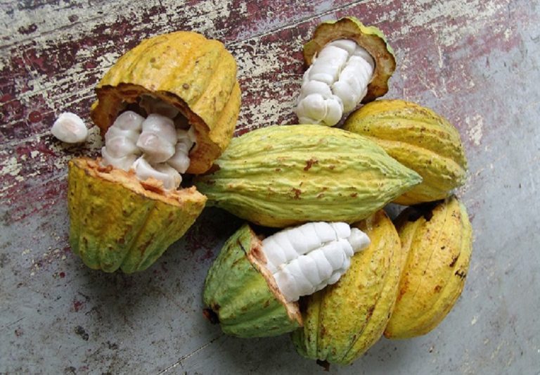 Cacao rififi en Côte-d’Ivoire: KPMG révèle les milliards disparus de la campagne 2016-2017