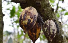 Côte d’Ivoire: un projet américain pour le recyclage de déchets de cacao