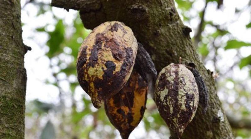 Côte d’Ivoire: un projet américain pour le recyclage de déchets de cacao