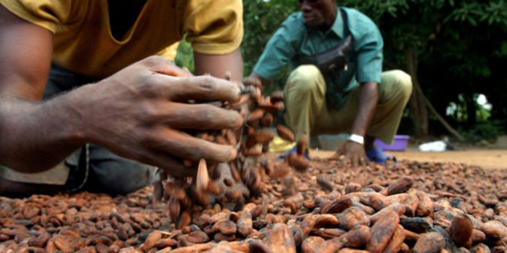 Côte d’Ivoire : Du chocolat « Made in Côte d’Ivoire » grâce aux coopératives de Yamoussoukro