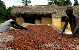 Filière cacao en Afrique : la transformation reste le grand défi