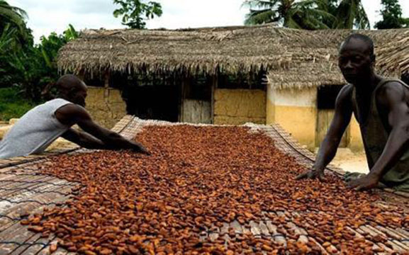 Filière cacao en Afrique : la transformation reste le grand défi