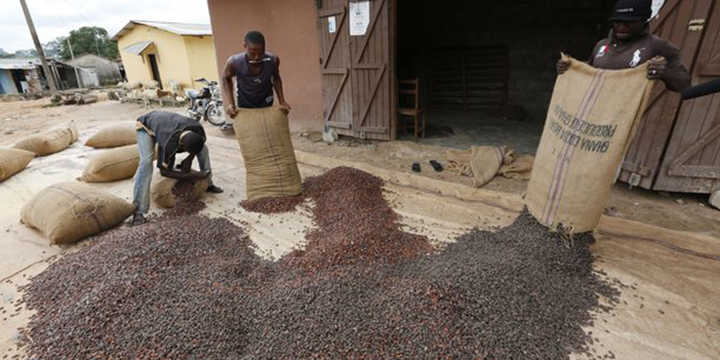 Côte d’Ivoire : vers une production record de deux millions de tonnes de cacao