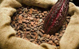 Cacao: vers des exportations record en Côte d’Ivoire