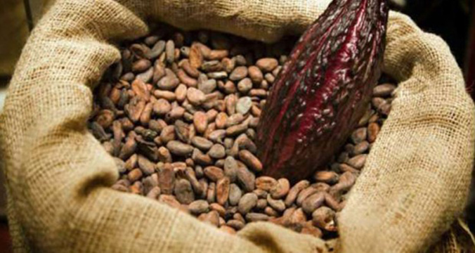 Cacao: vers des exportations record en Côte d’Ivoire