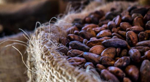 Cacao : la Cote d’Ivoire et le Ghana poursuivent leurs échanges à Accra