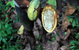 Ecobank : inquiétudes sur la qualité et la quantité de la récolte de cacao