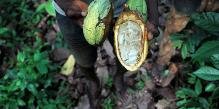 Ecobank : inquiétudes sur la qualité et la quantité de la récolte de cacao