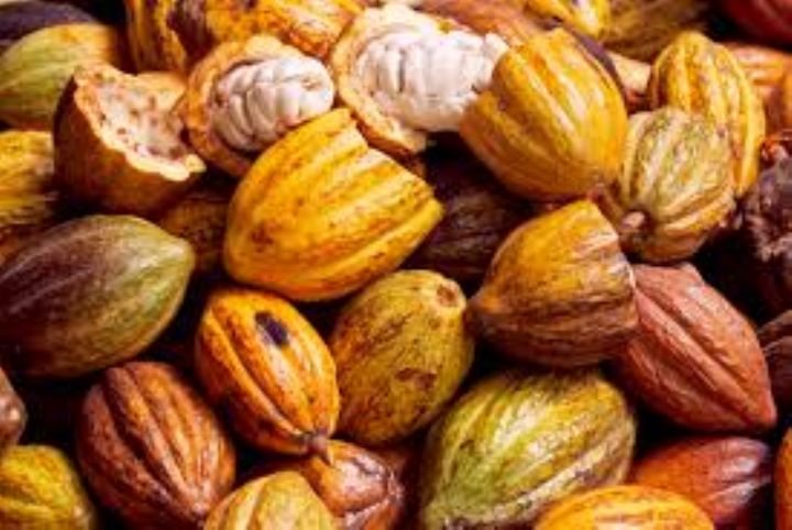 La Côte d’Ivoire et le Ghana veulent freiner la fuite du cacao