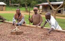 La Côte d’Ivoire veut fournir 50% du cacao mondial à l’horizon 2020