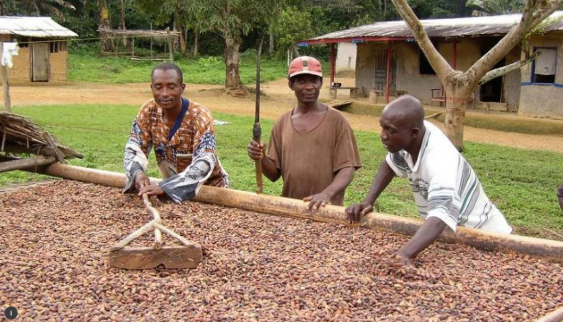 Extreme weather threatens Cameroon’s hopes of becoming a cocoa giant