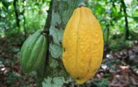 A fin juillet, les achats de cacao au Ghana atteignaient 909 493 t