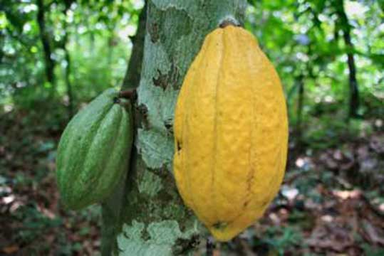 A fin juillet, les achats de cacao au Ghana atteignaient 909 493 t