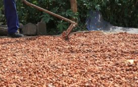 Partenariat entre CNFA et l’Anader pour renforcer la filière cacao en Côte d’Ivoire