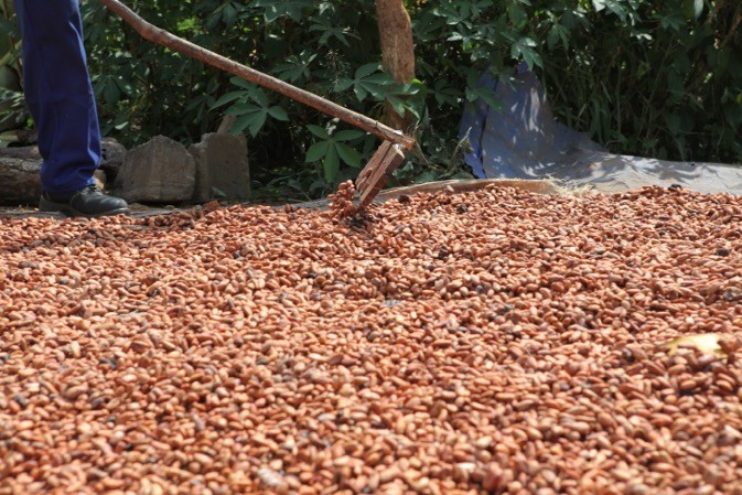 Partenariat entre CNFA et l’Anader pour renforcer la filière cacao en Côte d’Ivoire