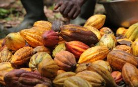 Cacao en Côte d’Ivoire : possible baisse de la récolte et du prix au producteur pour la petite récolte