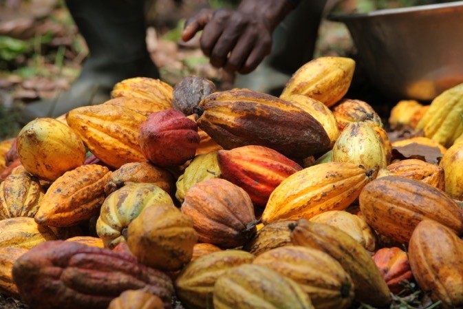 Cacao en Côte d’Ivoire : possible baisse de la récolte et du prix au producteur pour la petite récolte