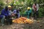 Touton et le Ghana entendent concilier cacao et forêt