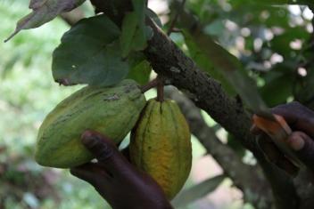 Le Cocobod renouvelle les vergers de cacaoyers au Ghana