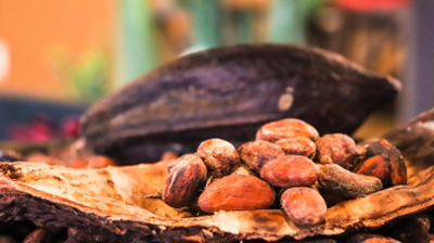 Le Ghana peine à pré-financer sa campagne cacao 2020/21