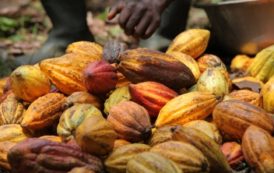 Cargill investit à tour de bras dans le cacao