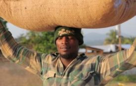 L’Afrique, grande gagnante de la campagne mondiale cacao 2016/17