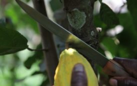 La Côte d’Ivoire gèle ses ventes de cacao sur la campagne à venir 2019/20