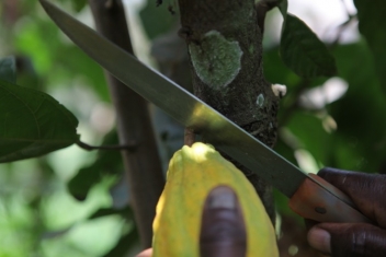 La Côte d’Ivoire gèle ses ventes de cacao sur la campagne à venir 2019/20