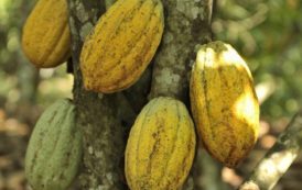 Côte d’Ivoire : neuf millions de dollars pour augmenter la productivité et les revenus des cacaoculteurs