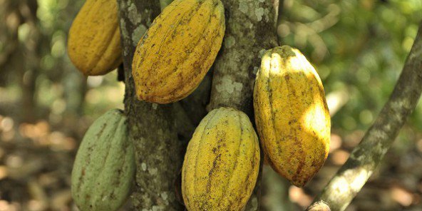 Côte d’Ivoire : neuf millions de dollars pour augmenter la productivité et les revenus des cacaoculteurs