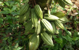 Vers une prochaine révision de la production de cacao au Nigeria ?