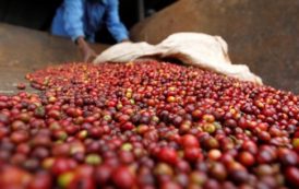 Ouganda : baisse des exportations de café