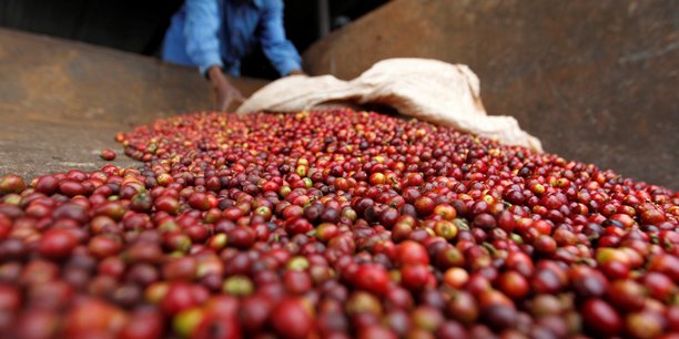 Ouganda : baisse des exportations de café