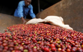 Un fonds spécial pour relancer la filière du café en Afrique