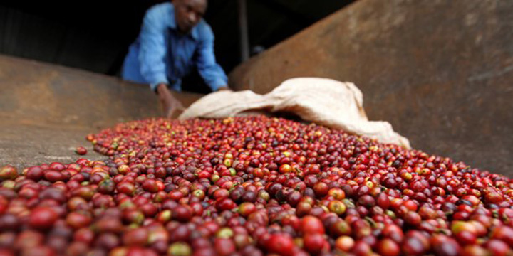 Un fonds spécial pour relancer la filière du café en Afrique