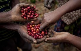 Towards setting up a fund to revive the coffee sector in Africa