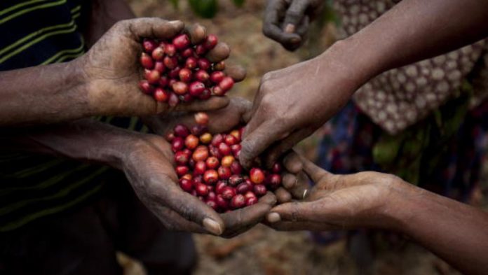 Towards setting up a fund to revive the coffee sector in Africa